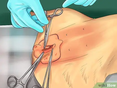 Остановите вашу собаку от опасного плохого поведения Шаг 12