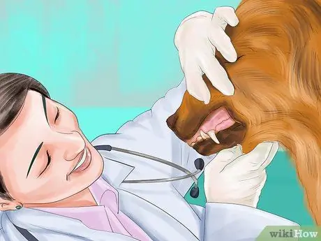 Остановите вашу собаку от опасного плохого поведения Шаг 13