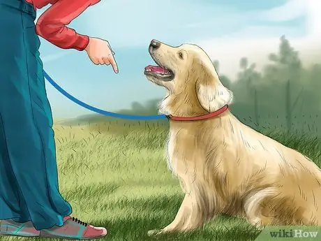 Остановите вашу собаку от опасного плохого поведения Шаг 3
