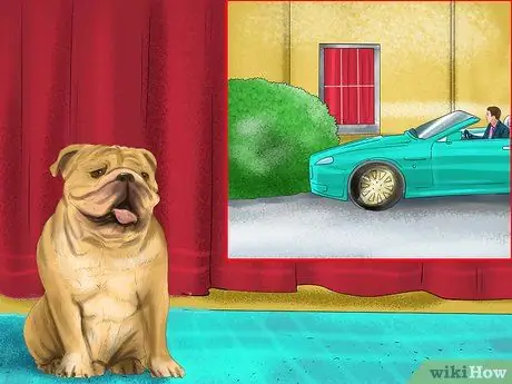 Остановите вашу собаку от опасного плохого поведения Шаг 4