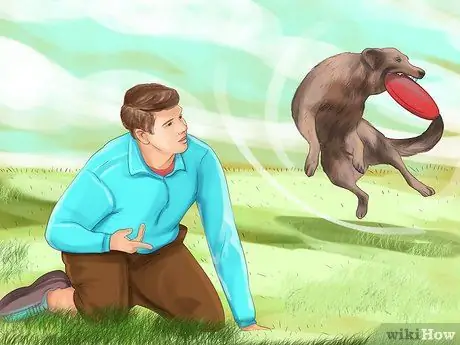 Остановите вашу собаку от опасного плохого поведения Шаг 5