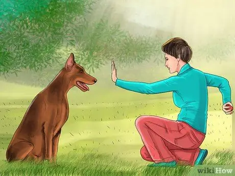 Остановите вашу собаку от опасного плохого поведения Шаг 6