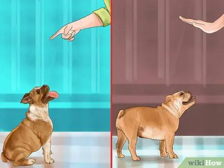 Остановите вашу собаку от опасного плохого поведения Шаг 7