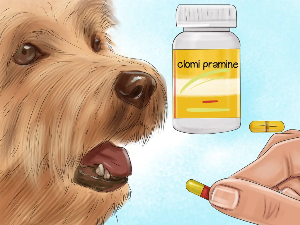 Как уберечь собаку от опасного поведения: 14 шагов