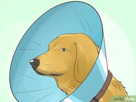 Предотвращение образования язвочек и царапин у пожилых собак Шаг 1