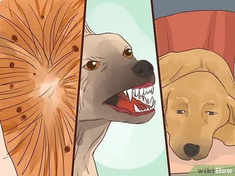 Предотвращение образования язвочек и царапин у пожилых собак Шаг 12