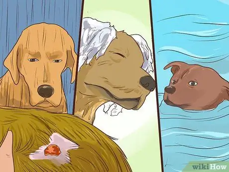 Предотвращение образования язвочек и царапин у пожилых собак Шаг 13