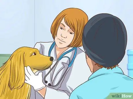 Предотвращение образования язвочек и царапин у пожилых собак Шаг 14