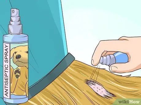 Предотвращение образования язвочек и царапин у пожилых собак Шаг 15