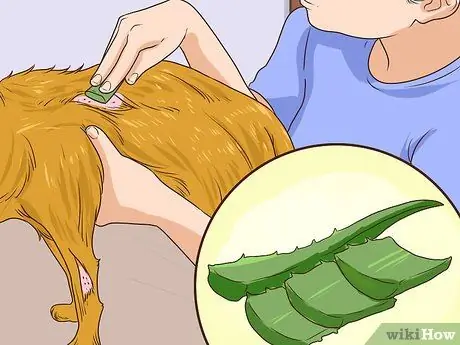 Предотвращение образования язвочек и царапин у пожилых собак Шаг 3