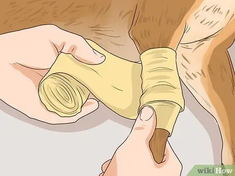 Предотвращение образования язвочек и царапин у пожилых собак Шаг 4