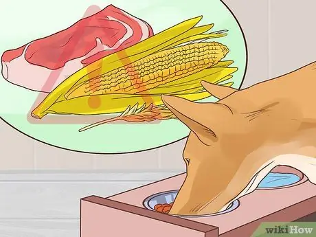 Предотвращение образования язвочек и царапин у пожилых собак Шаг 9