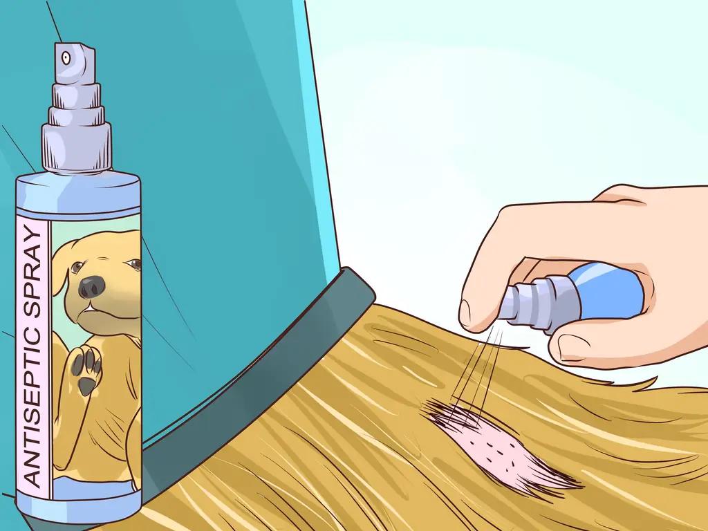 Как предотвратить образование язвочек и царапин у пожилых собак