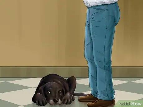 Избавьтесь от собачьего шума Шаг 8