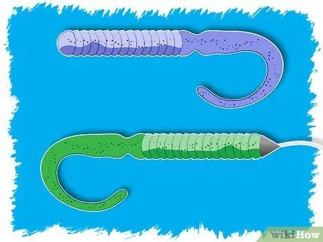Выбор приманки для пресноводной рыбалки, шаг 1