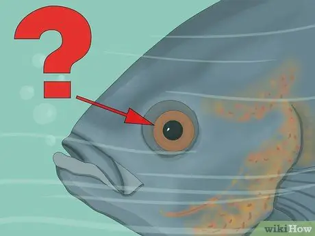 Использование цвета при ловле нахлыстом Шаг 1