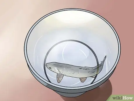 Выпотрошить форель Шаг 5