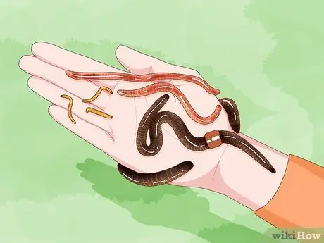 Выращивайте собственных рыболовных червей, шаг 7