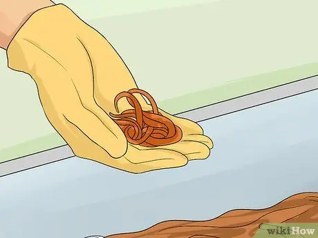 Сохраняйте жизнь рыболовных червей для рыбалки, шаг 2