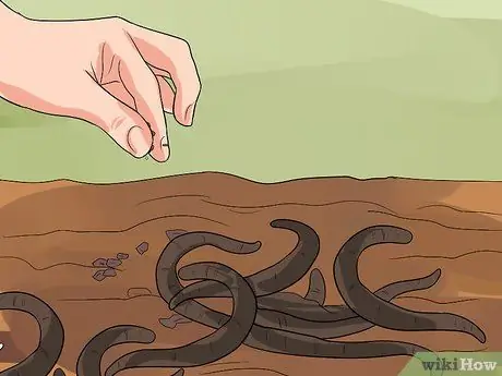 Сохраняйте жизнь рыболовных червей для рыбалки, шаг 3