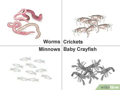 Сделайте наживку для синежабрников, шаг 12