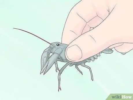 Поймать раков, шаг 3