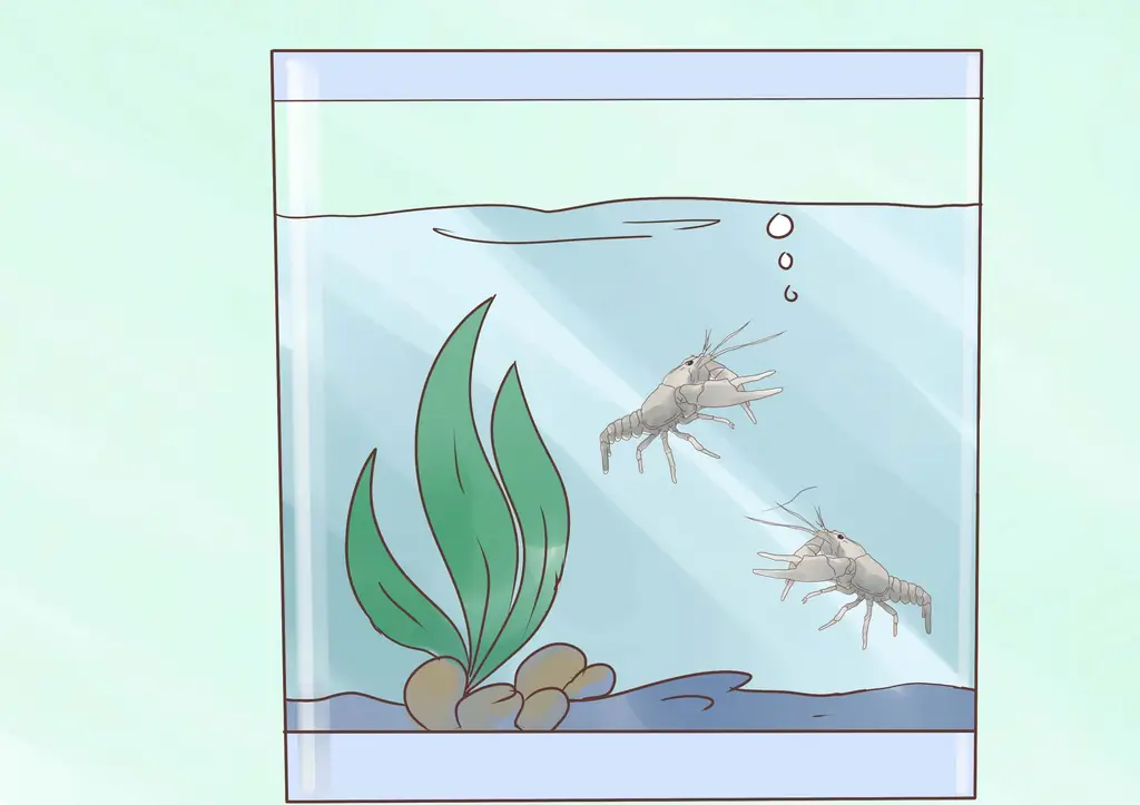 Как поймать раков: 12 шагов (с картинками)