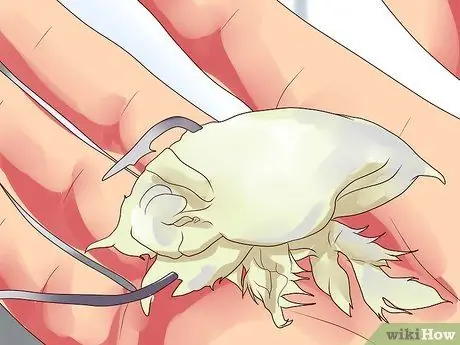 Прицепить песчаную блоху Шаг 5