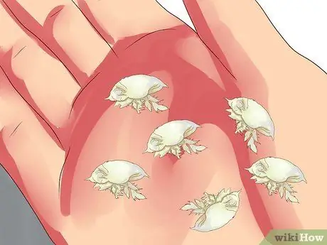 Прицепить песчаную блоху Шаг 8