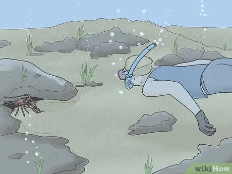 Поймать омаров Шаг 18