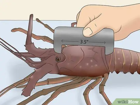 Поймать омаров Шаг 19