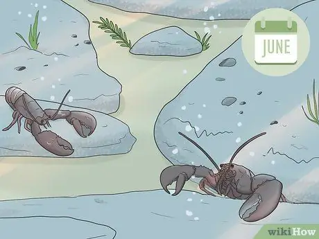 Поймать омаров, шаг 2