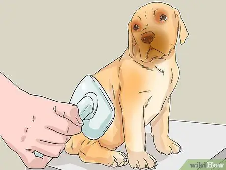 Дрессировка беличьей собаки Шаг 1