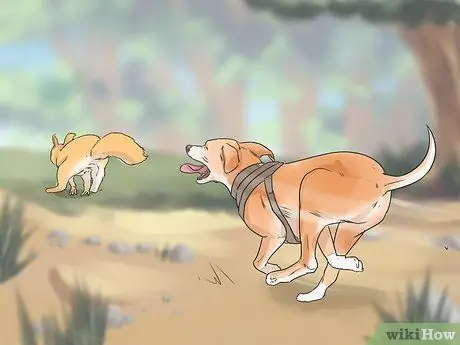 Дрессировка беличьей собаки Шаг 10