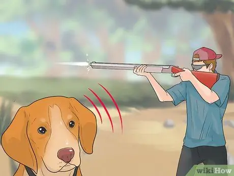 Дрессировка беличьей собаки Шаг 11