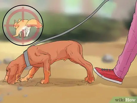 Дрессировка беличьей собаки Шаг 12