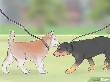 Дрессировка беличьей собаки, шаг 2