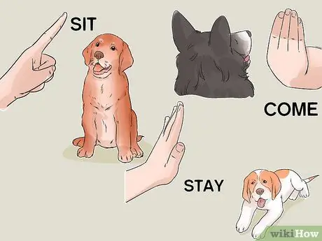 Дрессировка беличьей собаки Шаг 4