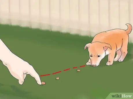 Дрессировка беличьей собаки Шаг 5