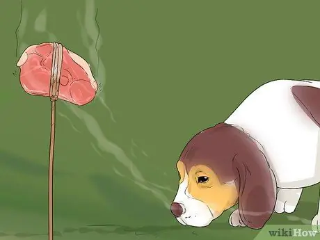 Дрессировка беличьей собаки Шаг 7