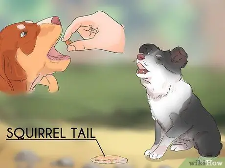 Дрессировка беличьей собаки Шаг 8