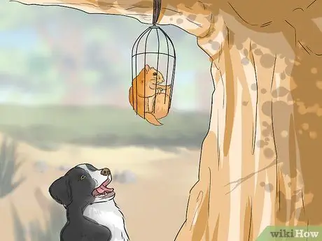 Дрессировка беличьей собаки Шаг 9