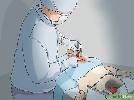 Жить с собакой с большим инстинктом добычи Шаг 1