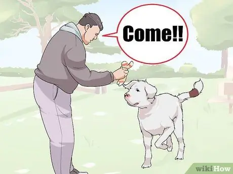 Жить с собакой с большим инстинктом добычи Шаг 2