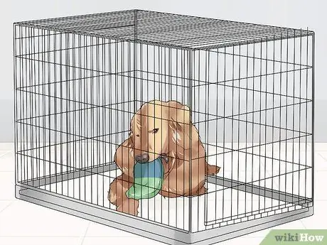 Жить с собакой с большим инстинктом добычи Шаг 3