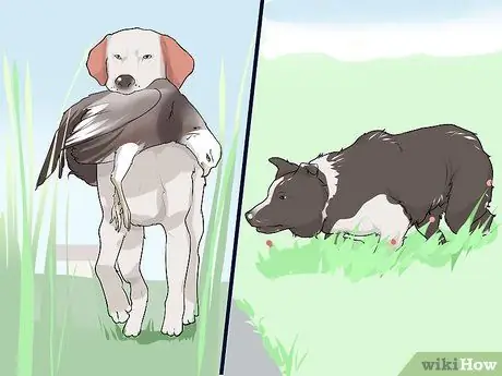 Жить с собакой с большим инстинктом добычи Шаг 4