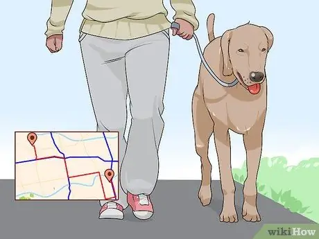 Жить с собакой с большим инстинктом добычи Шаг 5