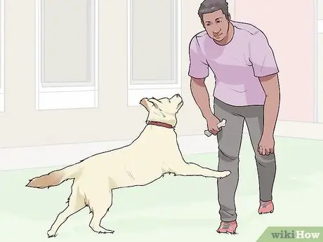 Жить с собакой с большим инстинктом добычи Шаг 6