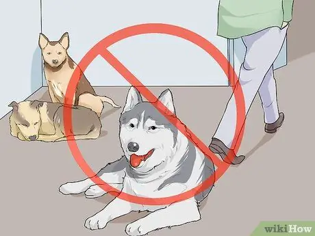 Жить с собакой с большим инстинктом добычи Шаг 9