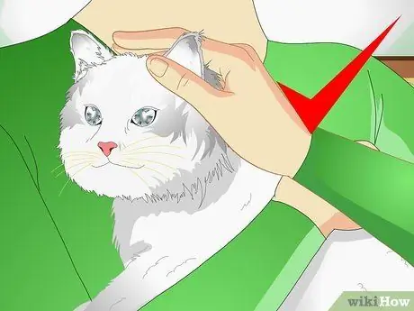 Заставьте гипер-кошку сесть, шаг 2